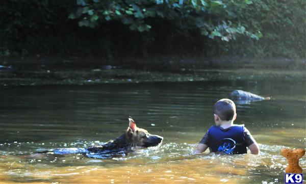 blueridgelanegsd Picture 2
